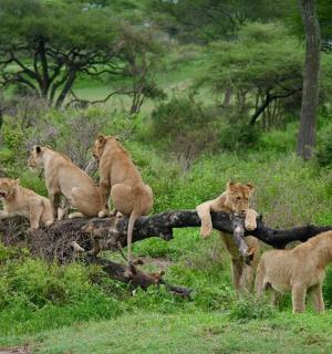 一群狮子坐在田野里的一根木头上