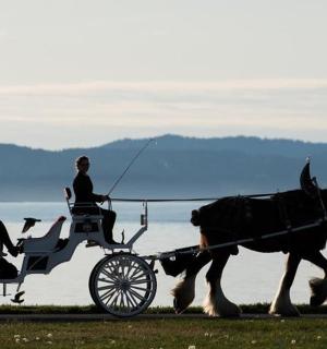 由两个人拉的马车