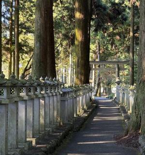 公园里有树和小路的篱笆