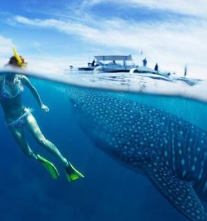 a person swimming in the ocean next to a whale shark