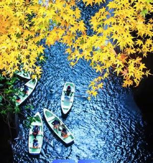 eine Luftaufnahme von Booten in einem Fluss mit Bäumen
