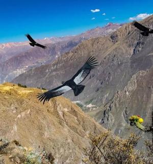 一群鸟飞过一座山