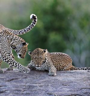 two leopards playing on a rock with each other