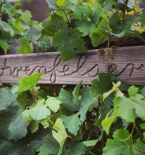 a sign in a bush with green leaves