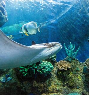 žralok plave v akváriu s rybou