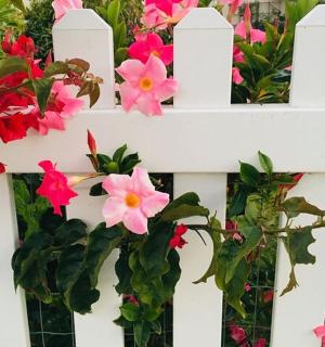 a white fence with flowers on it