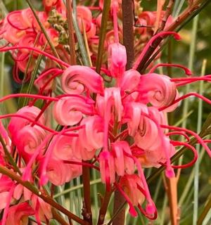 a bunch of pink flowers on a tree