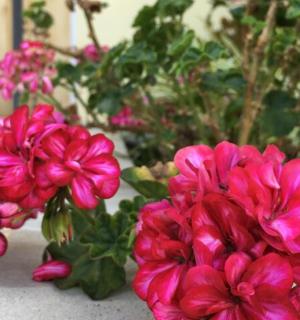 two pink flowers in a vase on a table