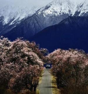 silnice se stromy a zasněženou horou