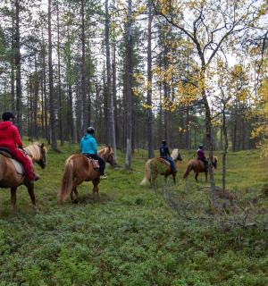 一群人在树林里骑马