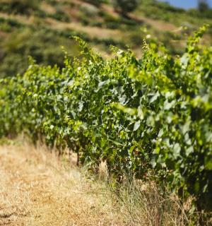 a row of green bushes on a hill
