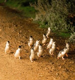 skupina ptáků stojících na prašné cestě