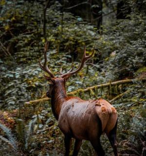 a deer with large antlers standing in a forest