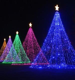 一组装饰着彩灯的圣诞树