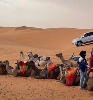 沙漠中的一群骆驼和一辆汽车