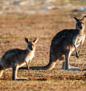 两只袋鼠站在田野里