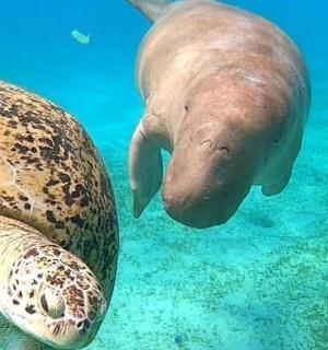 mořská želva a tuleň plavající ve vodě