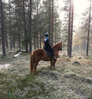 树林里骑马的人