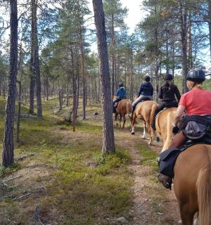 一群人在树林里骑马