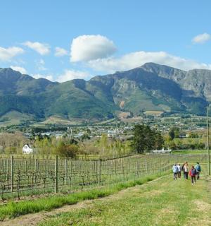 a group of people walking down a path through a vineyard