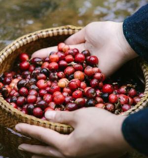 拿着装满浆果的篮子的人