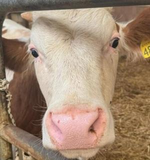 a brown and white cow looking through a fence