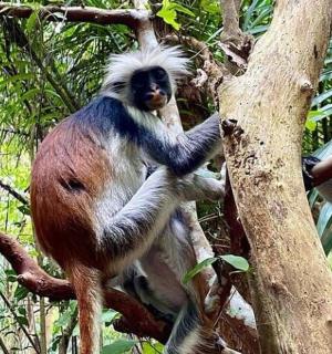 opice sedí na větvi stromu