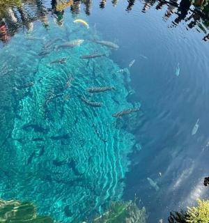 a group of fish swimming in the water