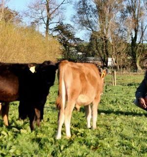 一名男子跪在田野里的一头牛旁边
