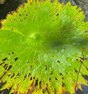 a green leaf floating on top of the water