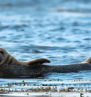 a seal swimming in the water