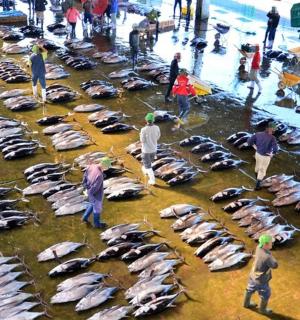 a group of people standing around a bunch of fish