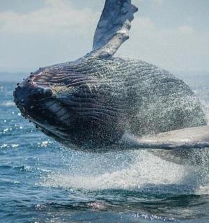 a whale jumping out of the water