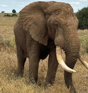 an elephant with tusks standing in a field