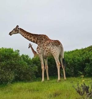 two giraffes standing in a field next to trees