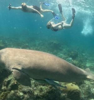 zwei Menschen schwimmen im Meer neben einem Walhai