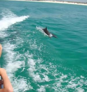 船边水中的一只海豚