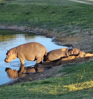 two dogs playing in the water in a field