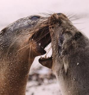 eine Robbe mit offenem Maul am Strand