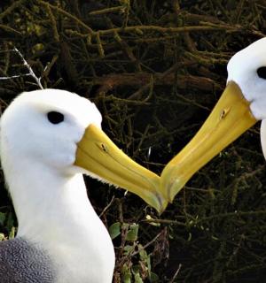 deux oiseaux blancs au long bec jaune