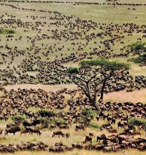 a large herd of animals in a field