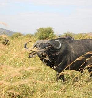 a buffalo standing in a field of tall grass