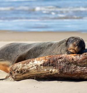 a seal laying on the beach next to a log