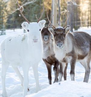 三只驯鹿站在雪地里