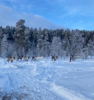 一群动物穿过白雪覆盖的森林