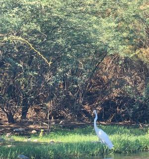 一只白色的鸟站在水中