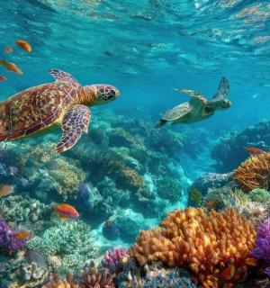 两只海龟在珊瑚礁上游泳