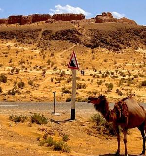 沙漠中,一头骆驼站在路标旁。