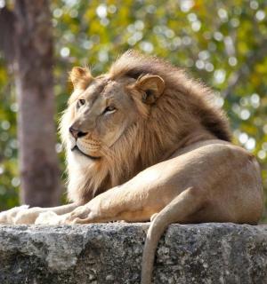 一只狮子躺在岩石顶上
