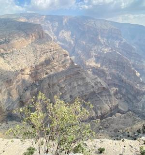 a view of a canyon with a tree in the foreground
